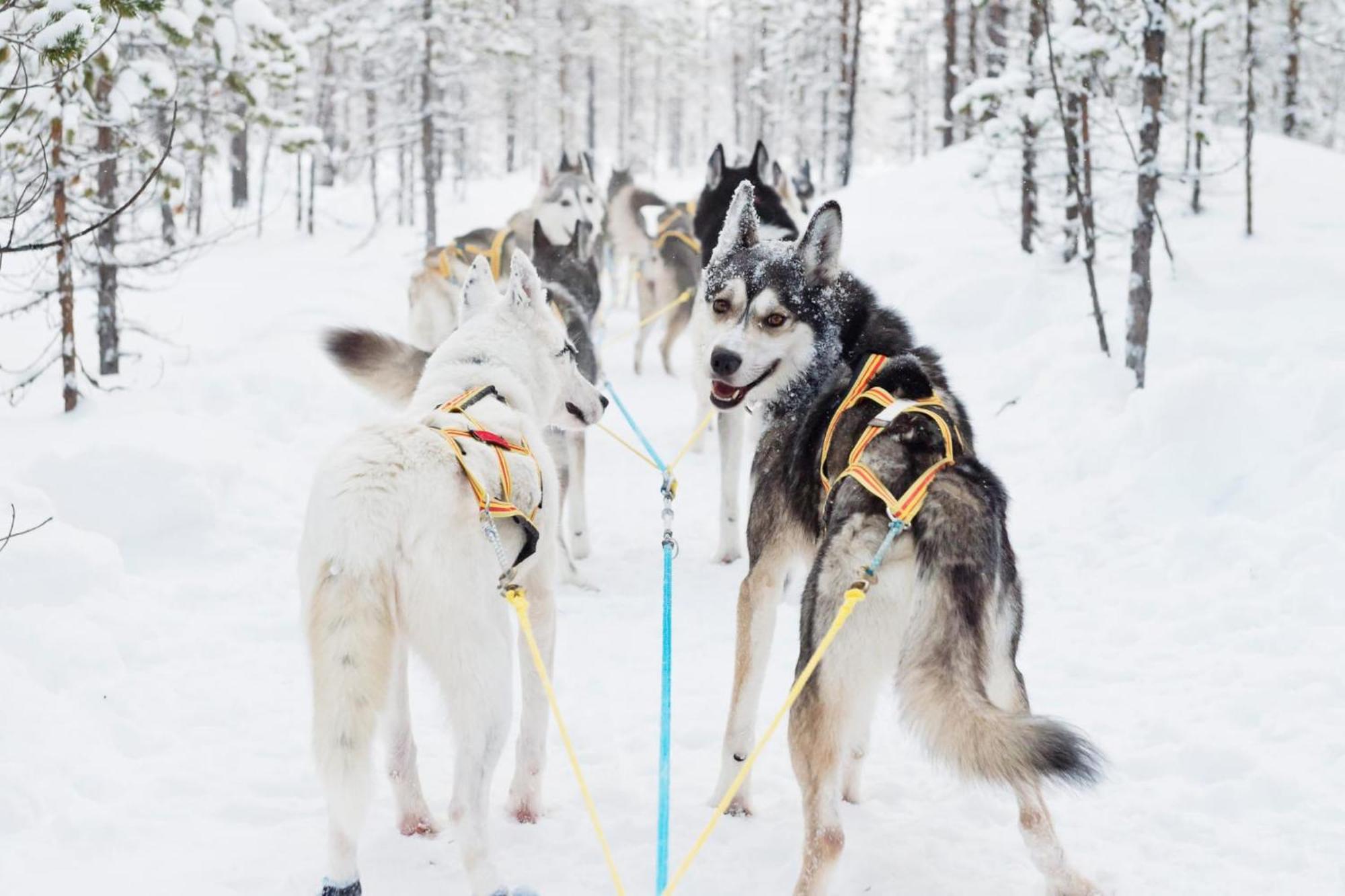 Skog Aurora Igloos Villa คาลิกซ์ ภายนอก รูปภาพ