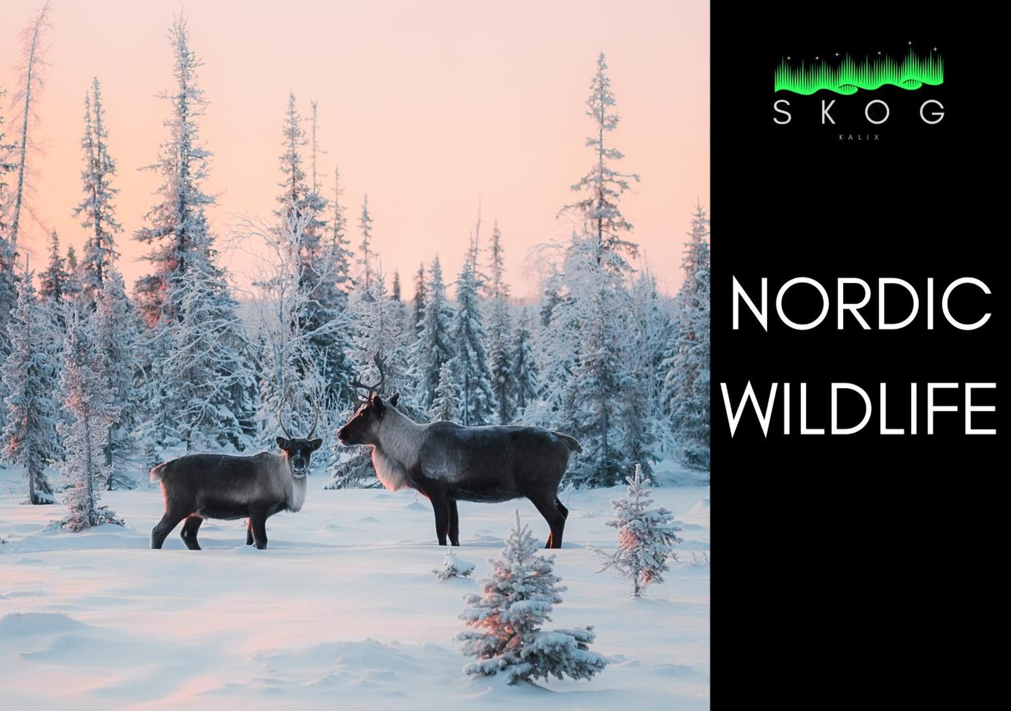 Skog Aurora Igloos Villa คาลิกซ์ ภายนอก รูปภาพ