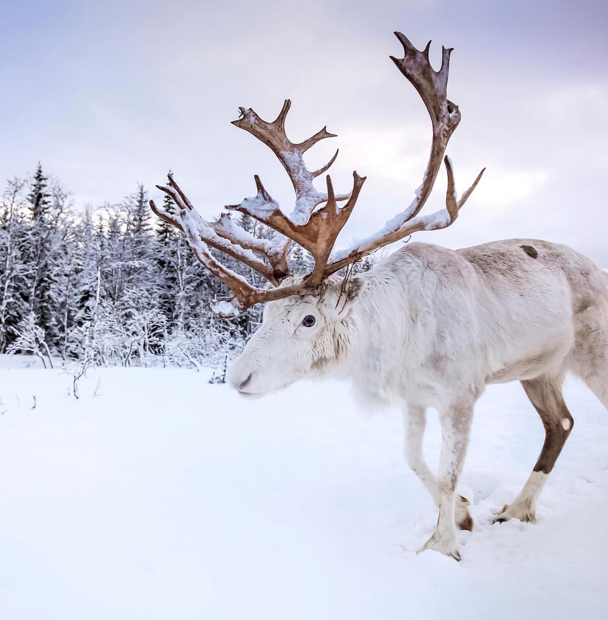 Skog Aurora Igloos Villa คาลิกซ์ ภายนอก รูปภาพ